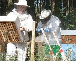 Formation en apiculture pour devenir plus performant